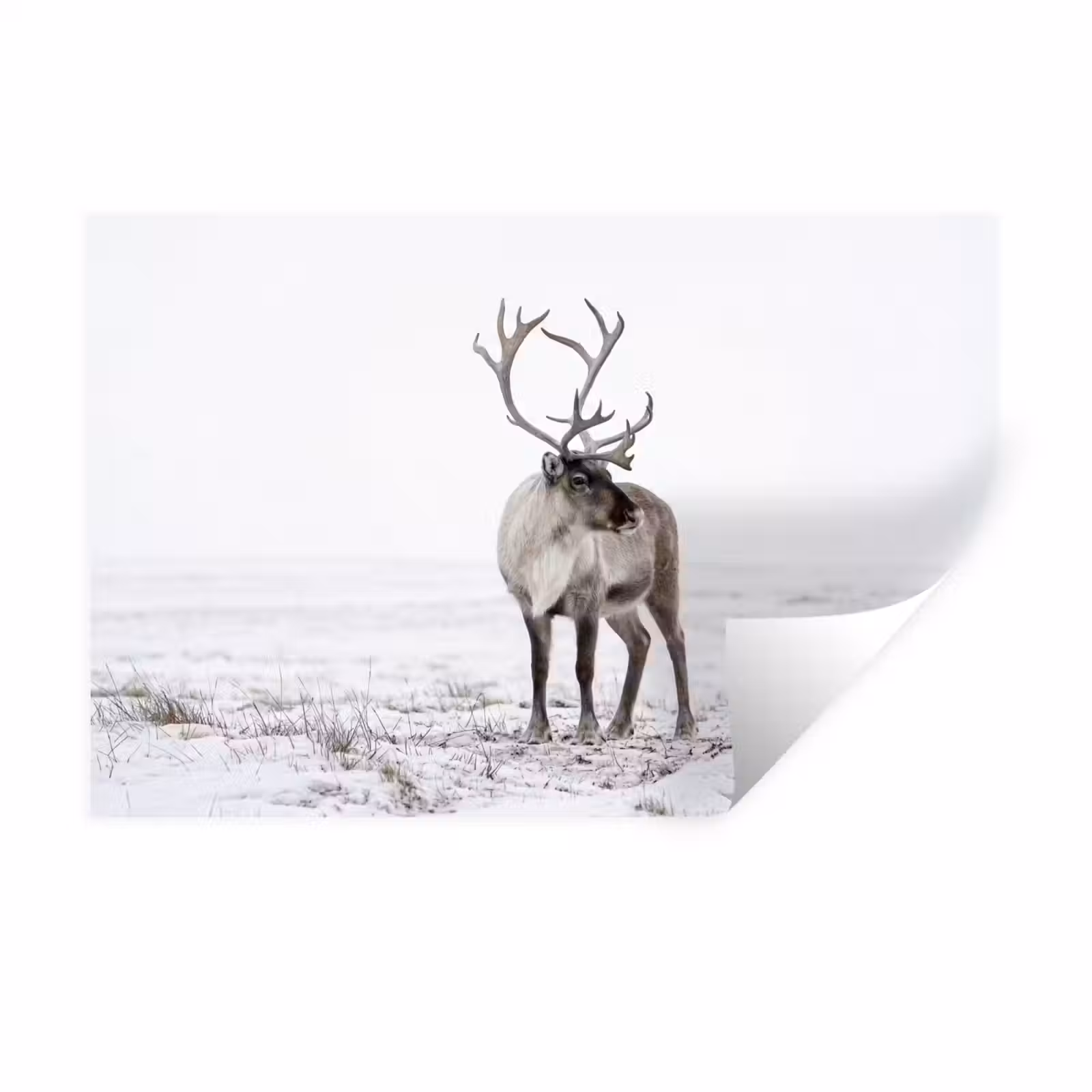 Muursticker - Rendier - Gewei - Sneeuw - Winter — 1