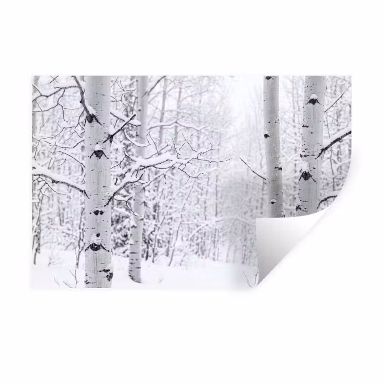 Muursticker - Berkenbomen - Sneeuw - Winter - Bos - Wit — 1