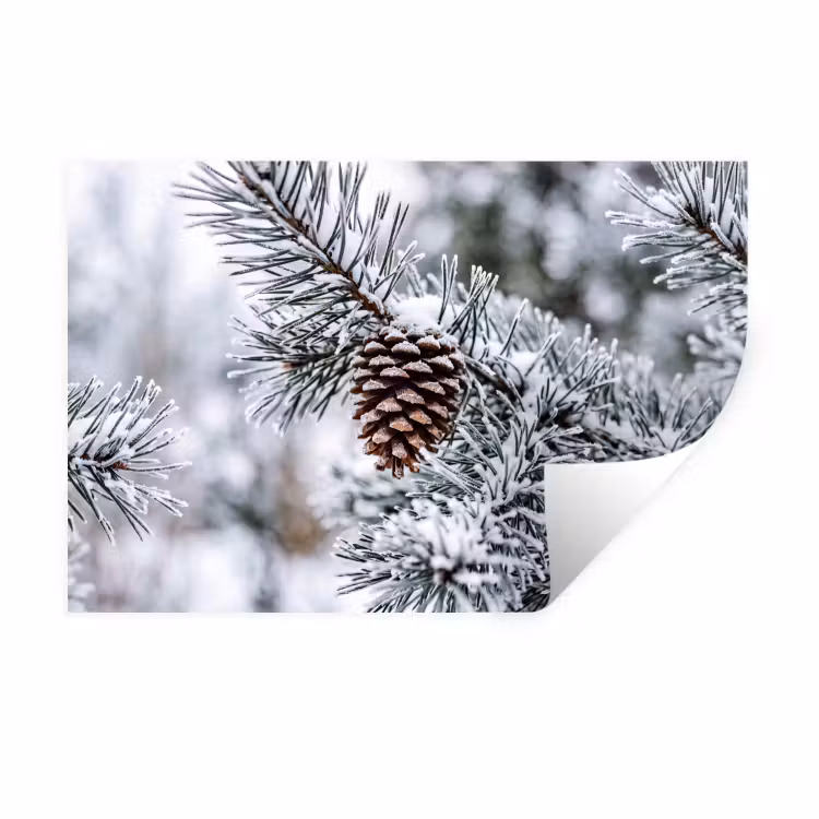 Muursticker - Dennenappel - Tak - Sneeuw - Winter - Sfeervol — 1