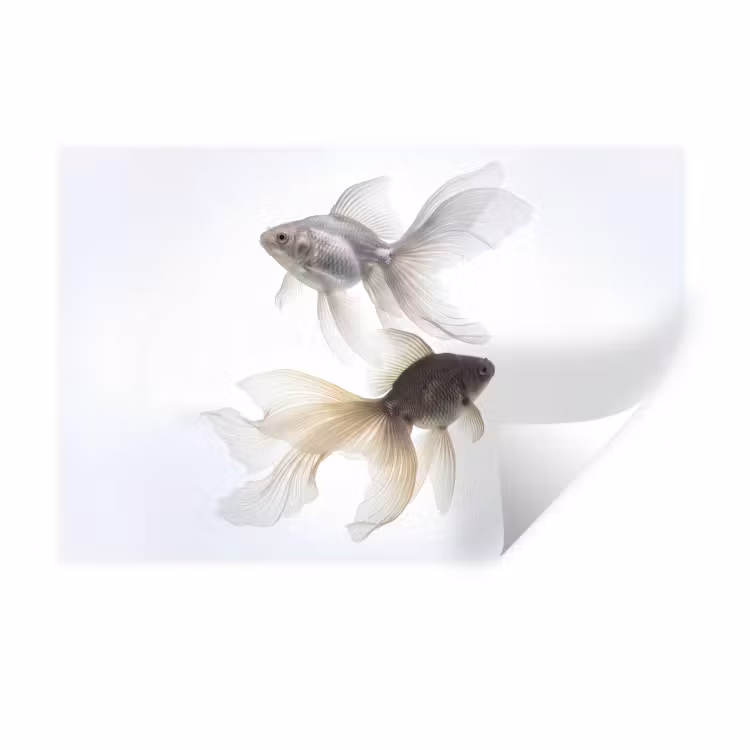 Muursticker - Goudvissen - Modern - Wit — 1