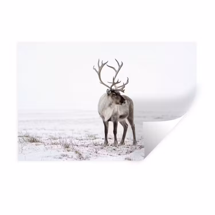 Muursticker - Rendier - Gewei - Sneeuw - Winter — 1