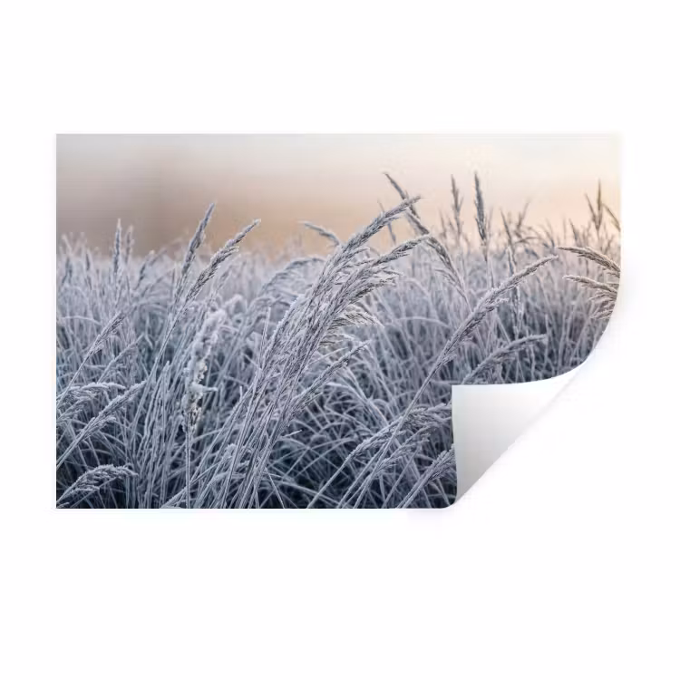 Muursticker - Rijp - Gras - Kristallen - Winter - Minimalistisch — 1
