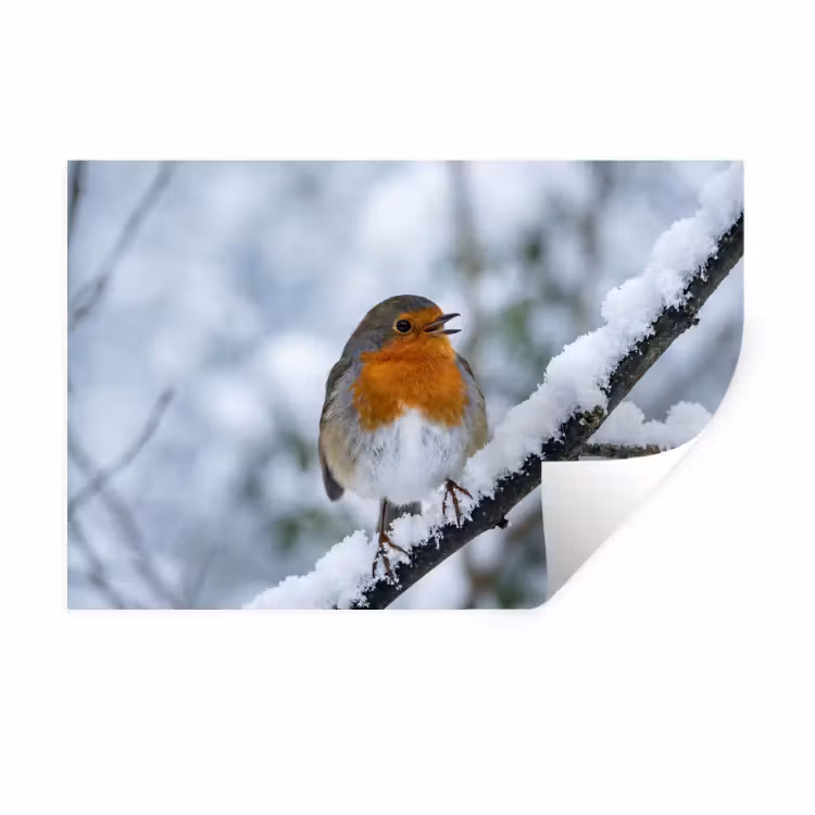 Muursticker - Roodborstje - Tak - Sneeuw - Winter - Levendig — 1