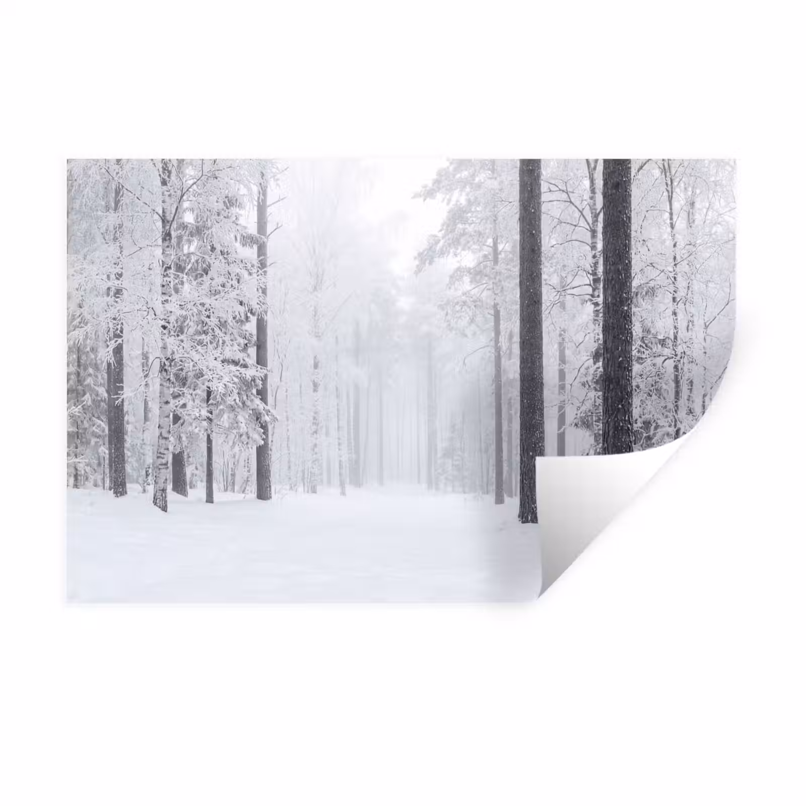 Muursticker - Bos - Sneeuw - Pad - Winter - Stilte — 1