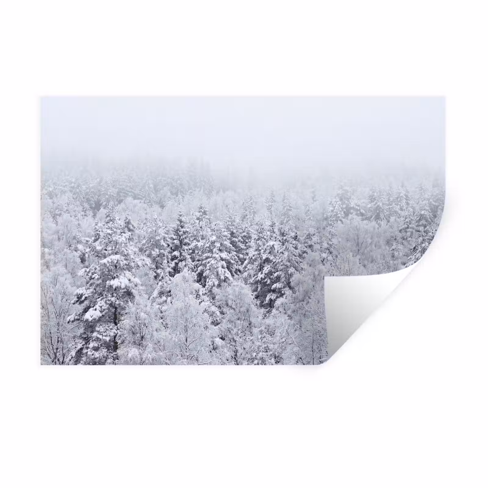 Muursticker - Bos - Sneeuw - Winter - Natuur - Wit — 1