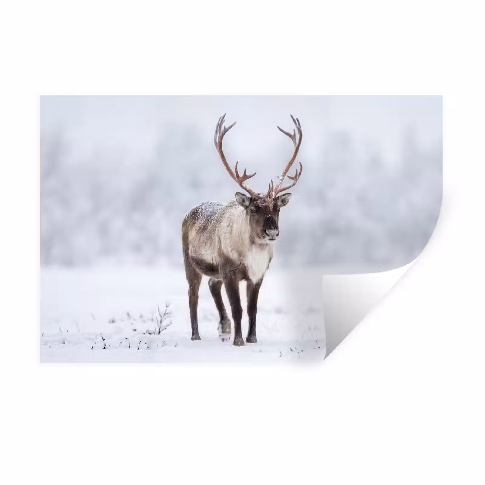 Muursticker - Rendier - Gewei - Toendra - Sneeuw - Wild — 1