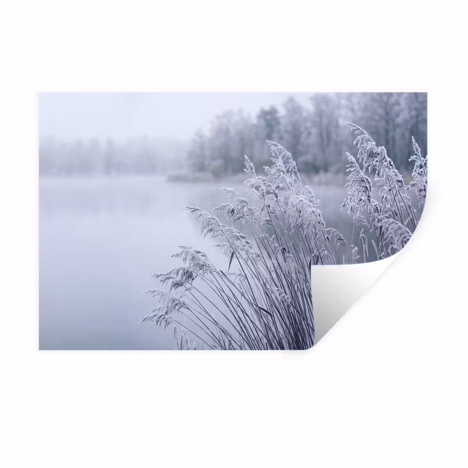 Muursticker - Riet - Bevroren - Winter - Natuur — 1