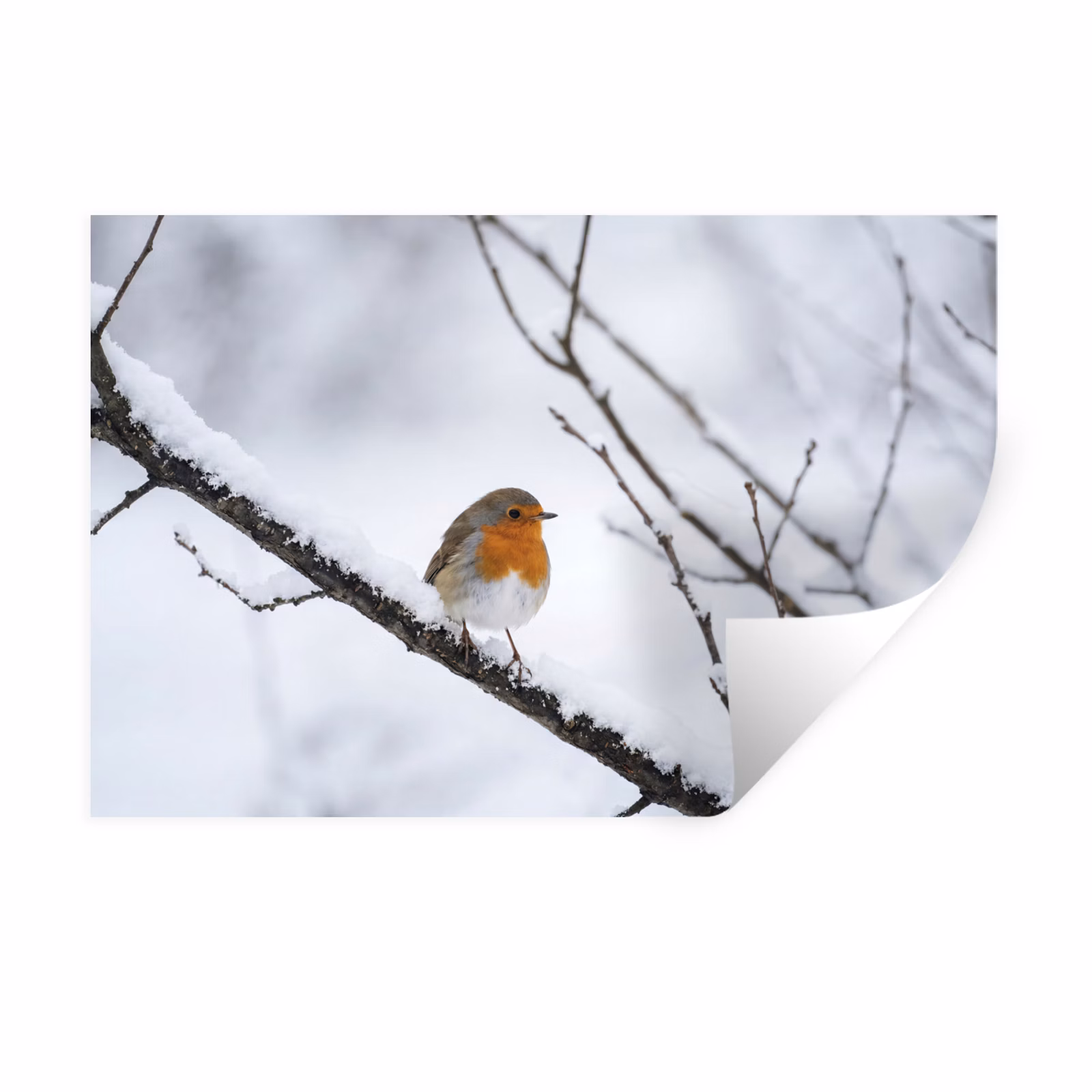 Muursticker - Roodborstje - Tak - Sneeuw - Winter - Levendig — 1