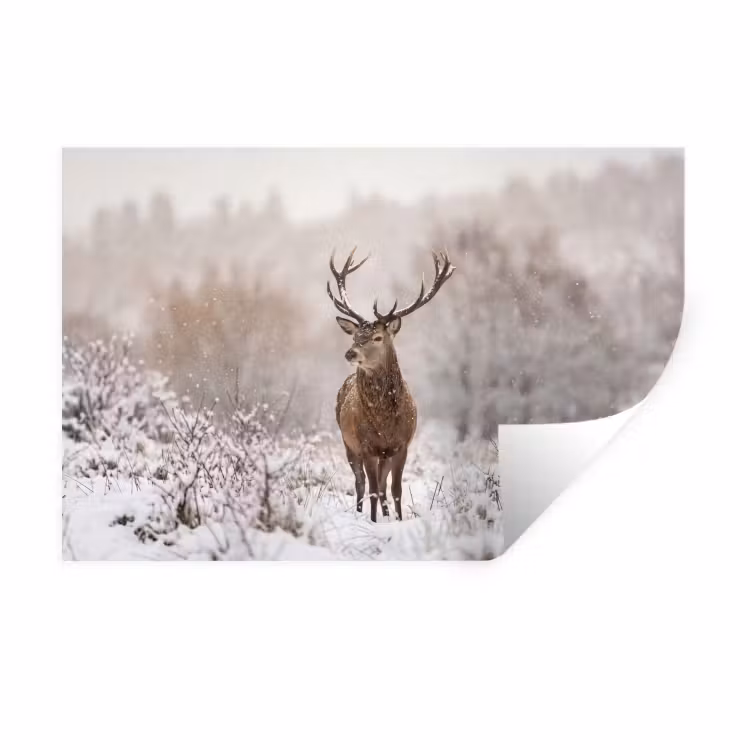 Muursticker - Edelhert - Bos - Sneeuw - Winter - Majestueus — 1