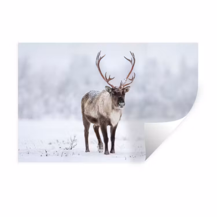 Muursticker - Rendier - Gewei - Toendra - Sneeuw - Wild — 1