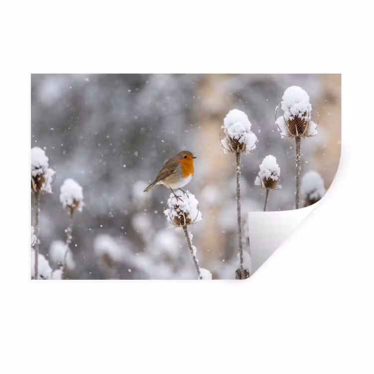 Muursticker - Roodborstje - Gedroogde bloem - Sneeuw - Winter - Vertederend — 1