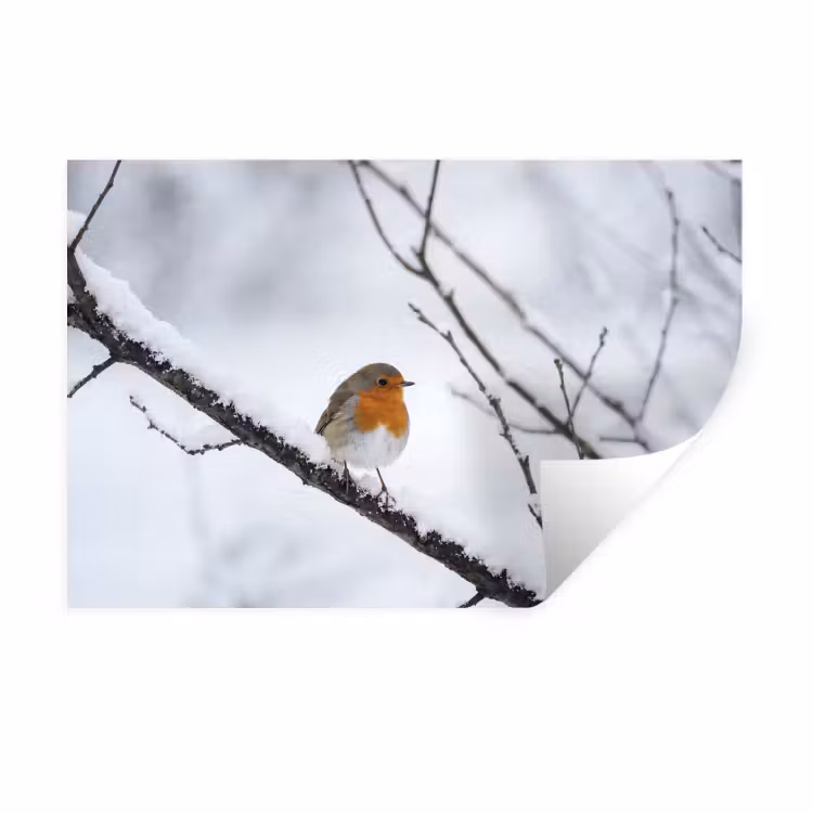 Muursticker - Roodborstje - Tak - Sneeuw - Winter - Levendig — 1