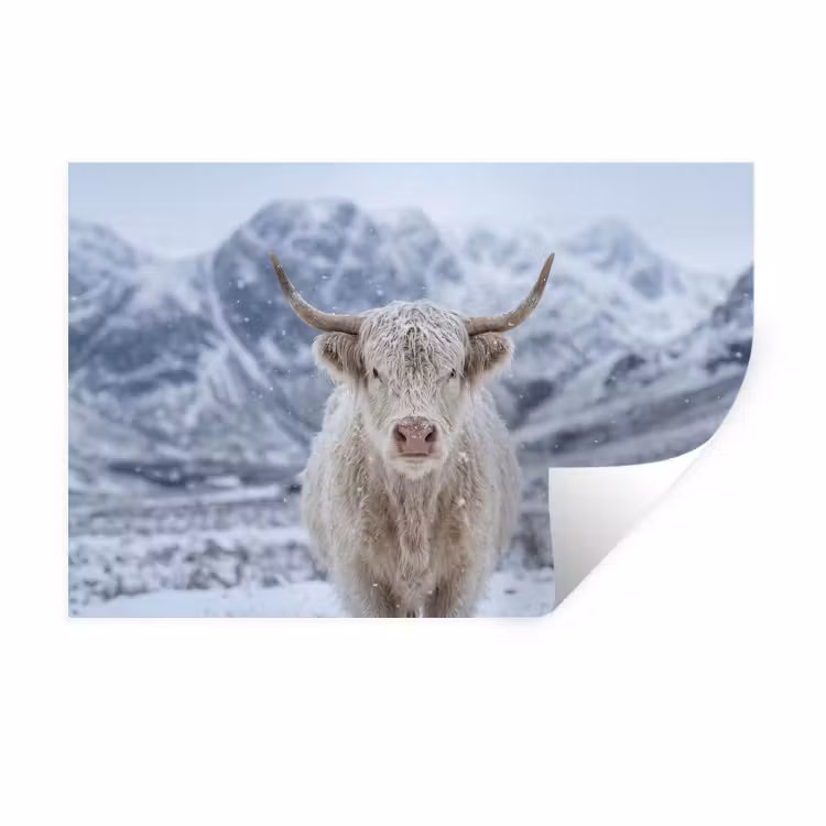 Muursticker - Schotse Hooglander - Sneeuw - Bergen - Winter — 1