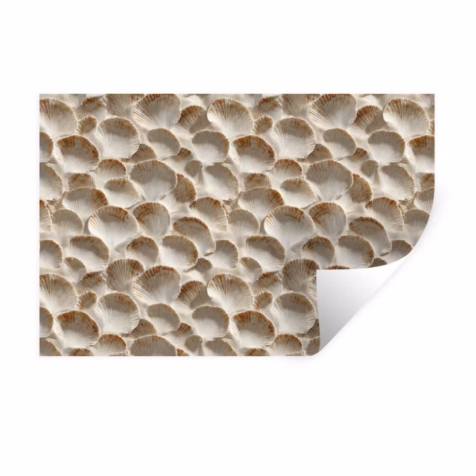 Muursticker - Schelpen - Waaiervorm - Wit — 1