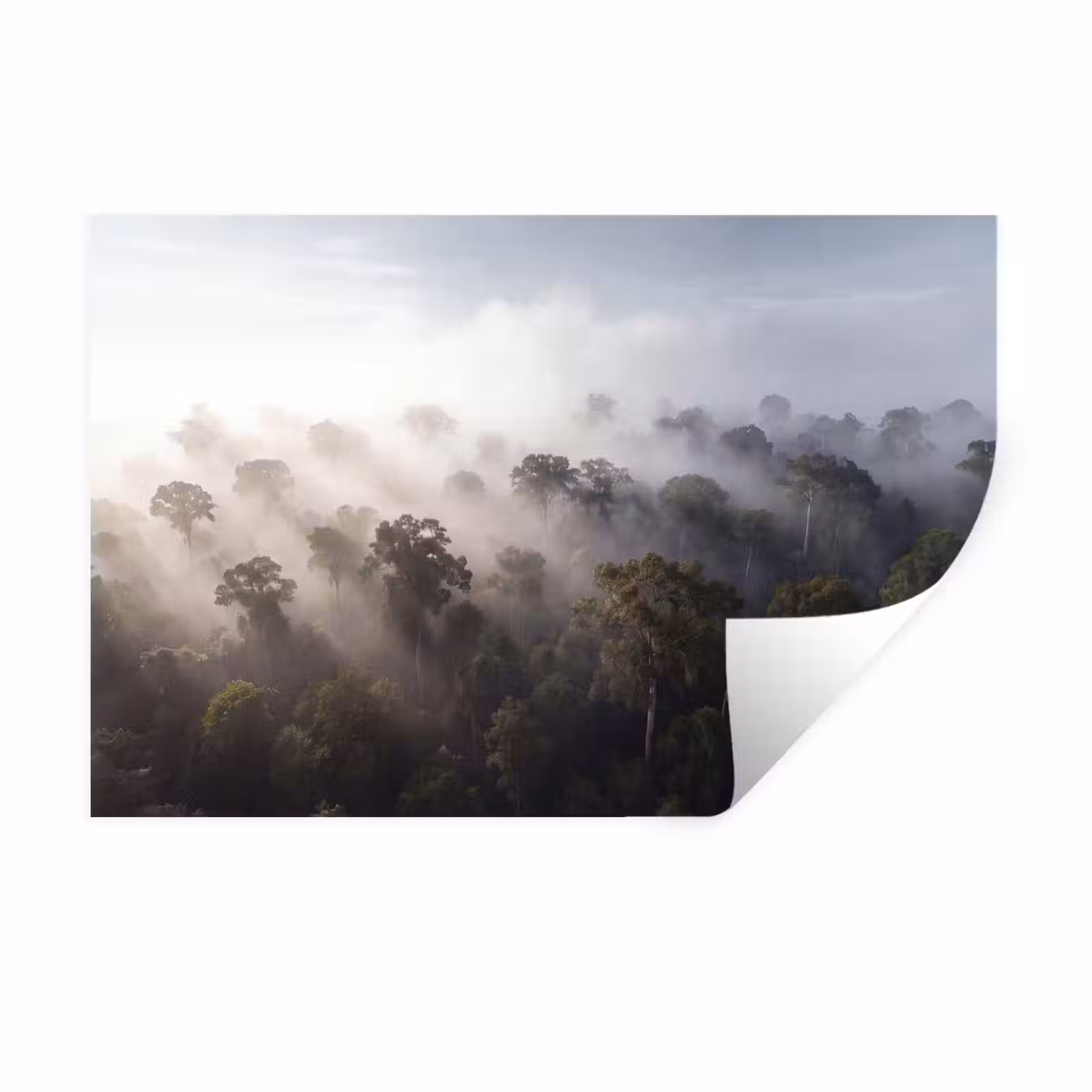 Muursticker - Bos - Mist - Natuur - Groen — 1