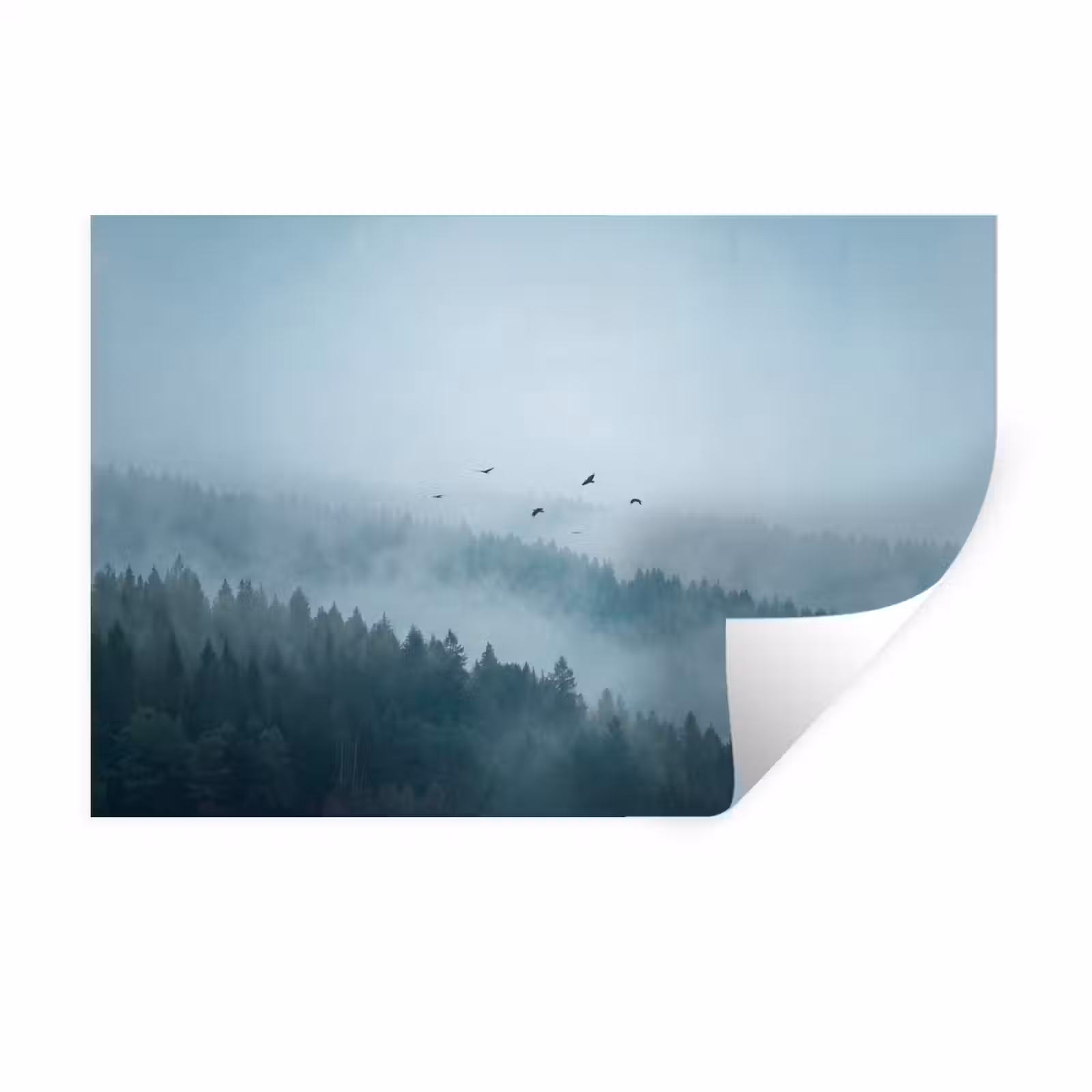 Muursticker - Bos - Mist - Vogels - Natuur - Groen — 1