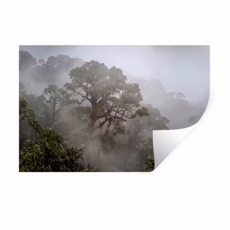 Muursticker - Boom - Mistig - Bos - Groen - Natuur — 1