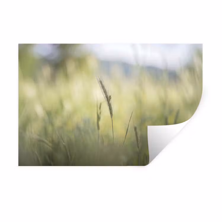 Muursticker - Graan - Aar - Natuur - Groen - Detail — 1