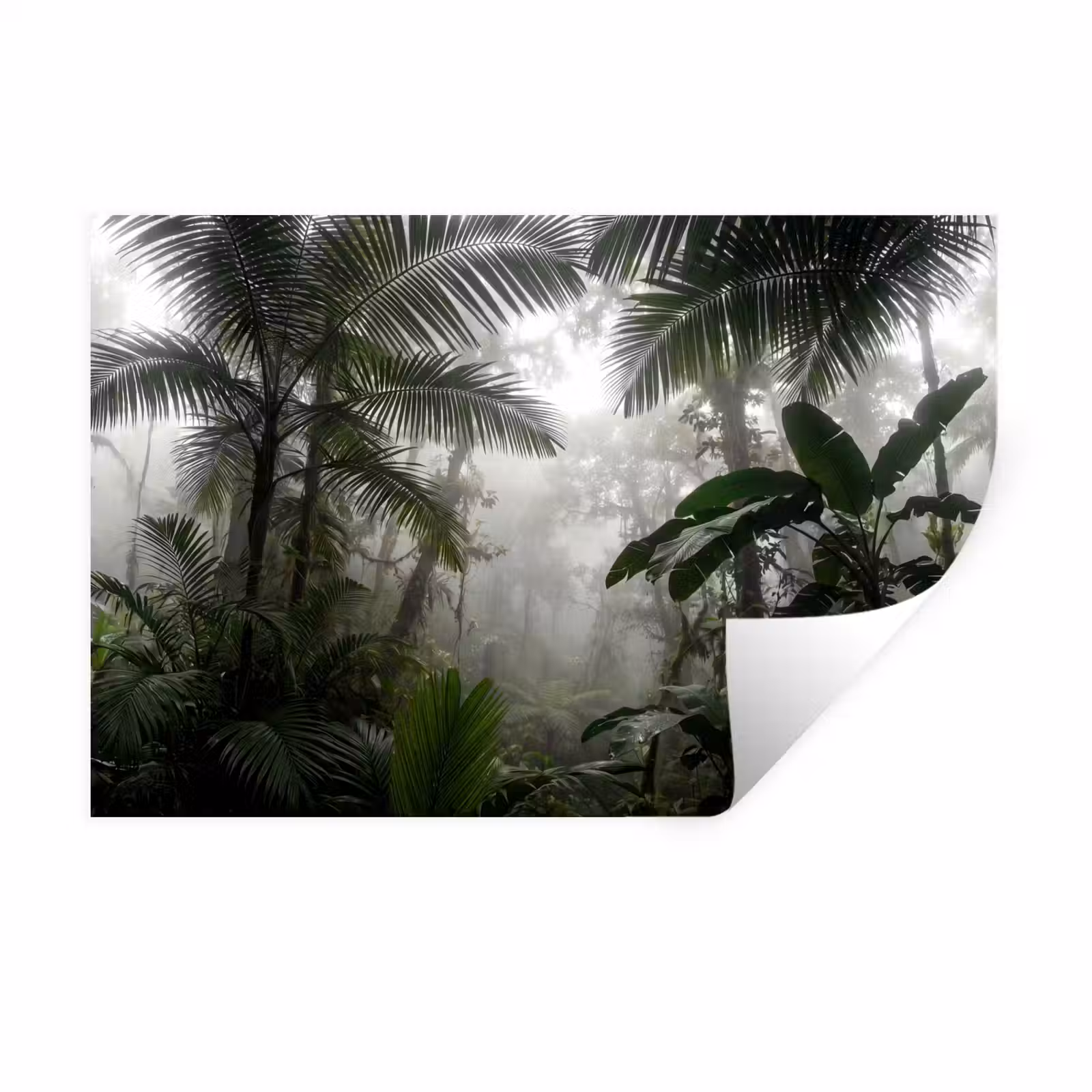 Muursticker - Natuur - Jungle - Mist - Groen - Bladeren — 1