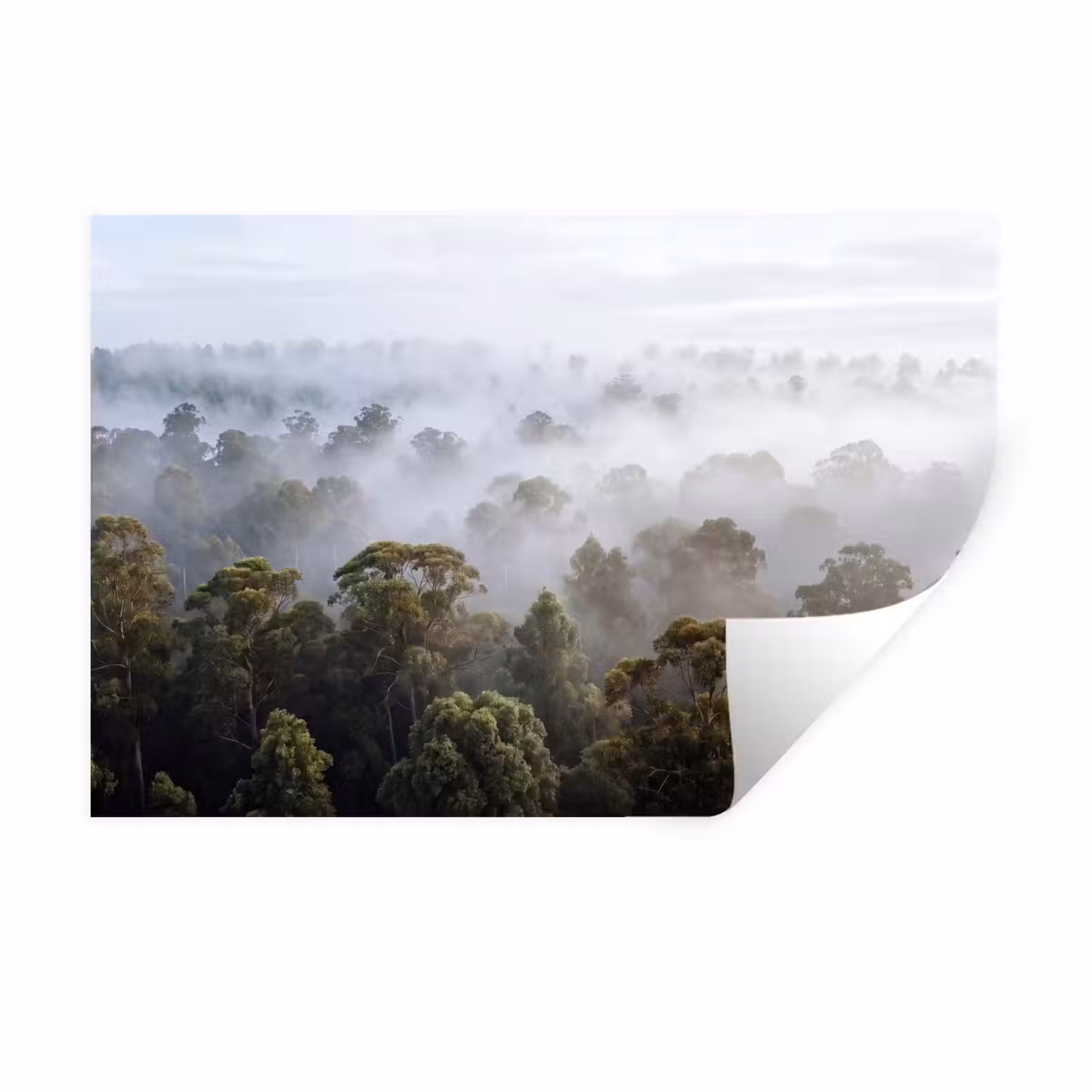 Muursticker - Natuur - Mist - Bos - Ochtend - Goud — 1