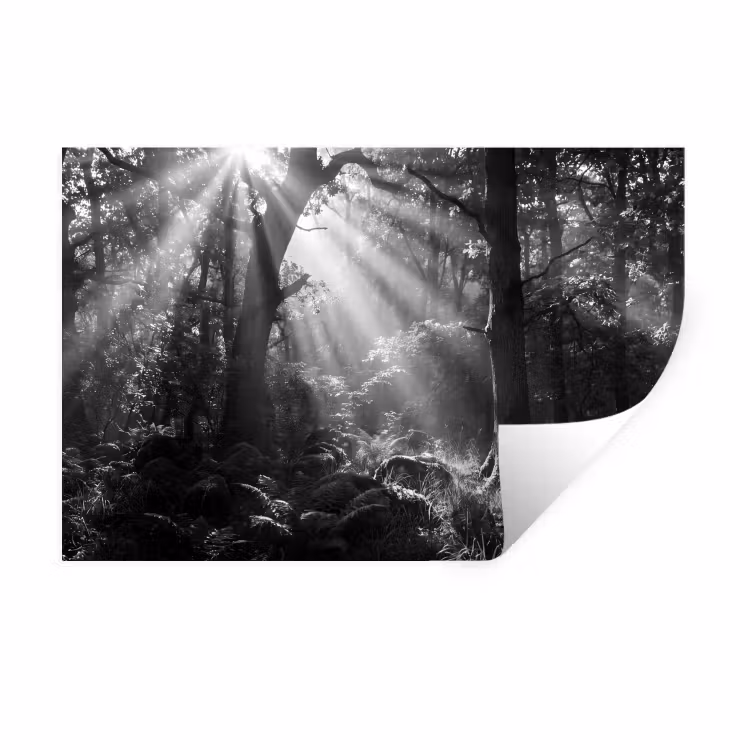 Muursticker - Bos - Lichtstralen - Natuur - Zwart-wit — 1