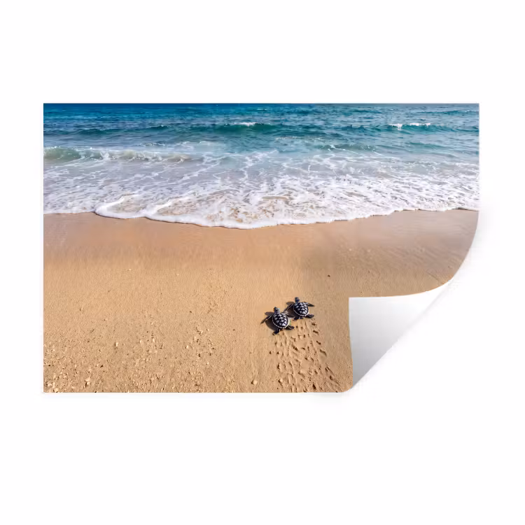 Muursticker - Schildpad - Jong - Strand - Oceaan - Blauw — 1