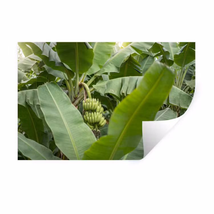 Muursticker - Eten - Bananen - Plantage - Groen — 1