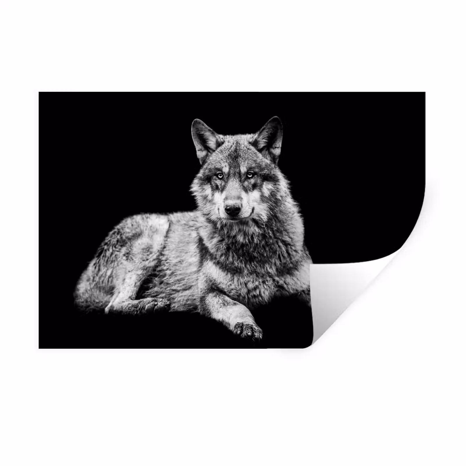 Muursticker - Wilde dieren - Wolf - Zwart - Wit — 1