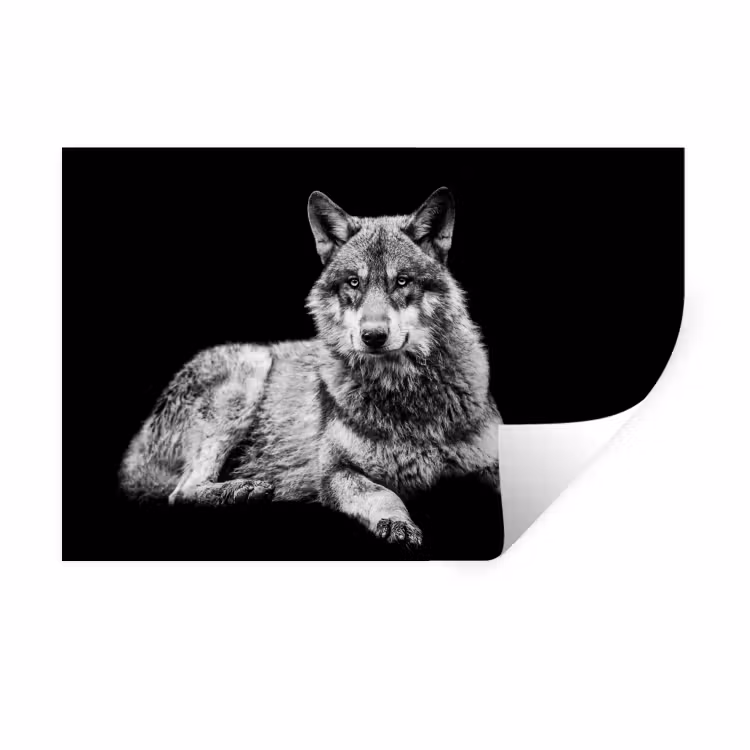 Muursticker - Wilde dieren - Wolf - Zwart - Wit — 1