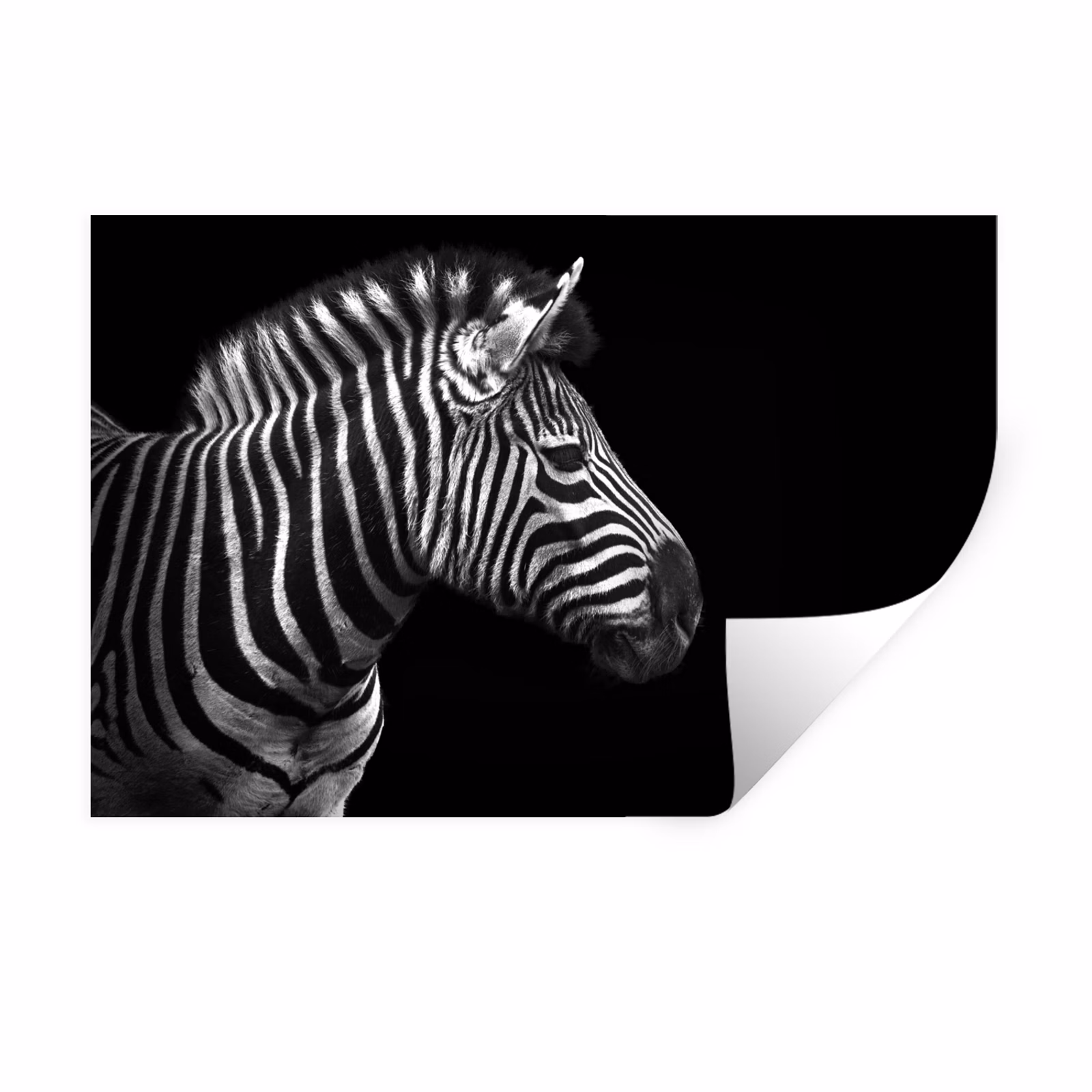 Muursticker - Zebra - Zwart - Wit - Portret - Dieren — 1