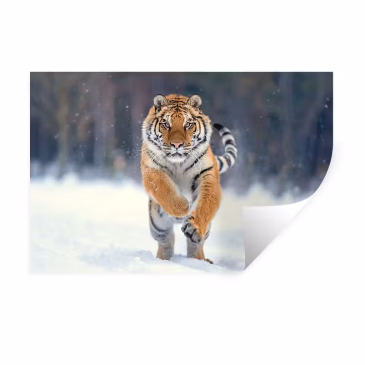 Muursticker - Tijger - Landschap - Sneeuw - Winter - Dieren — 1
