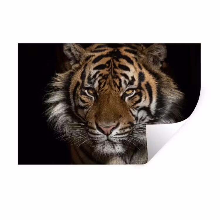 Muursticker - Tijger - Wilde dieren - Portret — 1