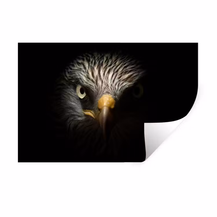Muursticker - Vogel - Adelaar - Roofvogels - Oog - Snavel - Licht — 1