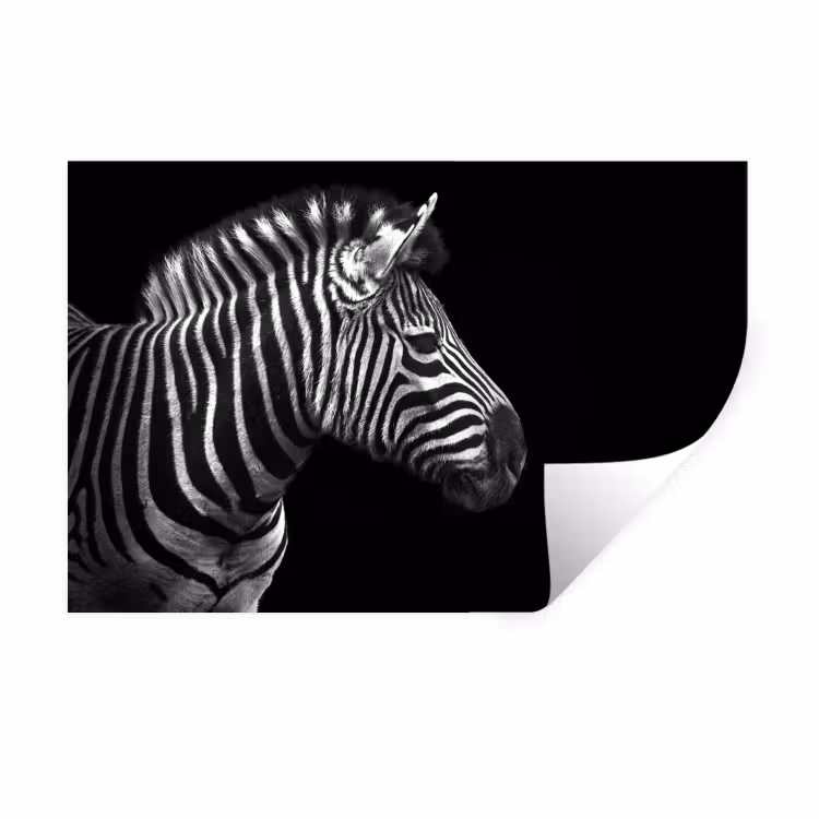 Muursticker - Zebra - Zwart - Wit - Portret - Dieren — 1