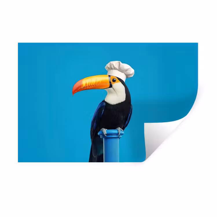 Muursticker - Tucan - Sokkel - Vogel - Koksmuts — 1