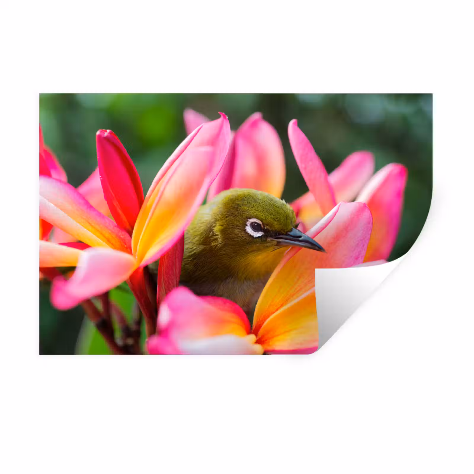 Muursticker - Tropische vogel tussen roze bloem — 1