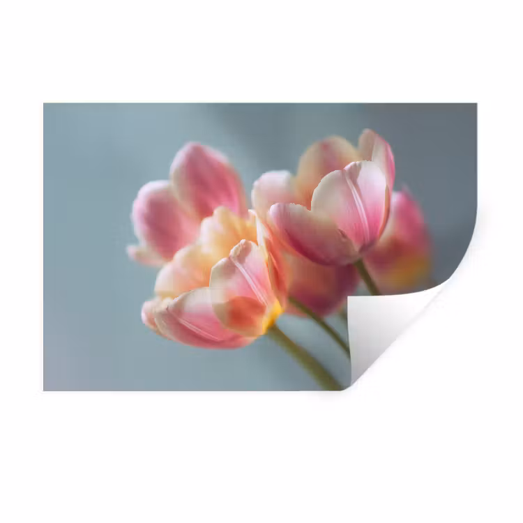 Muursticker - Tulpen - Roze - Stelen — 1