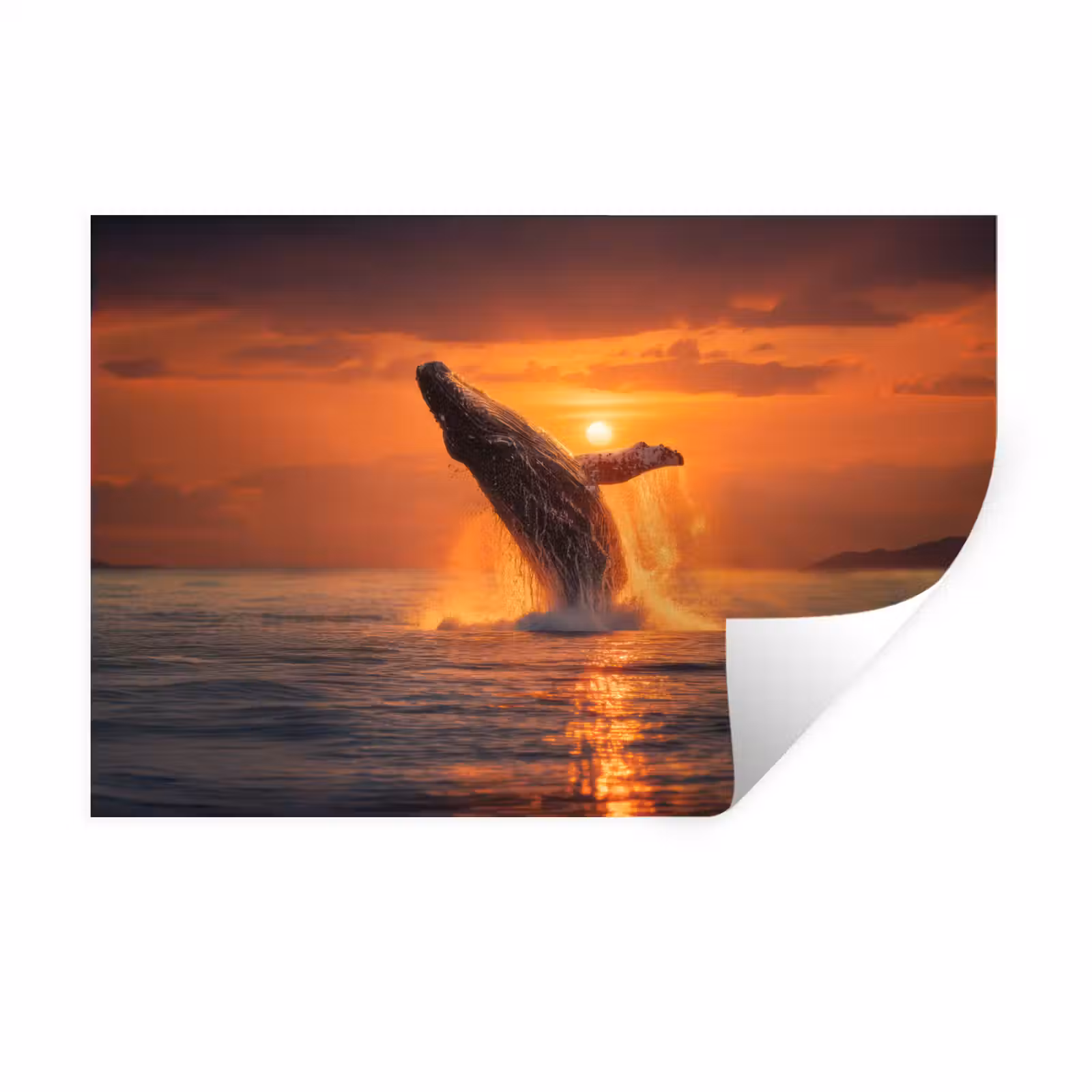 Muursticker - Walvis - Zon - Zee — 1