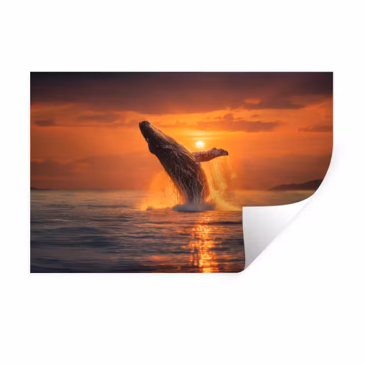Muursticker - Walvis - Zon - Zee — 1