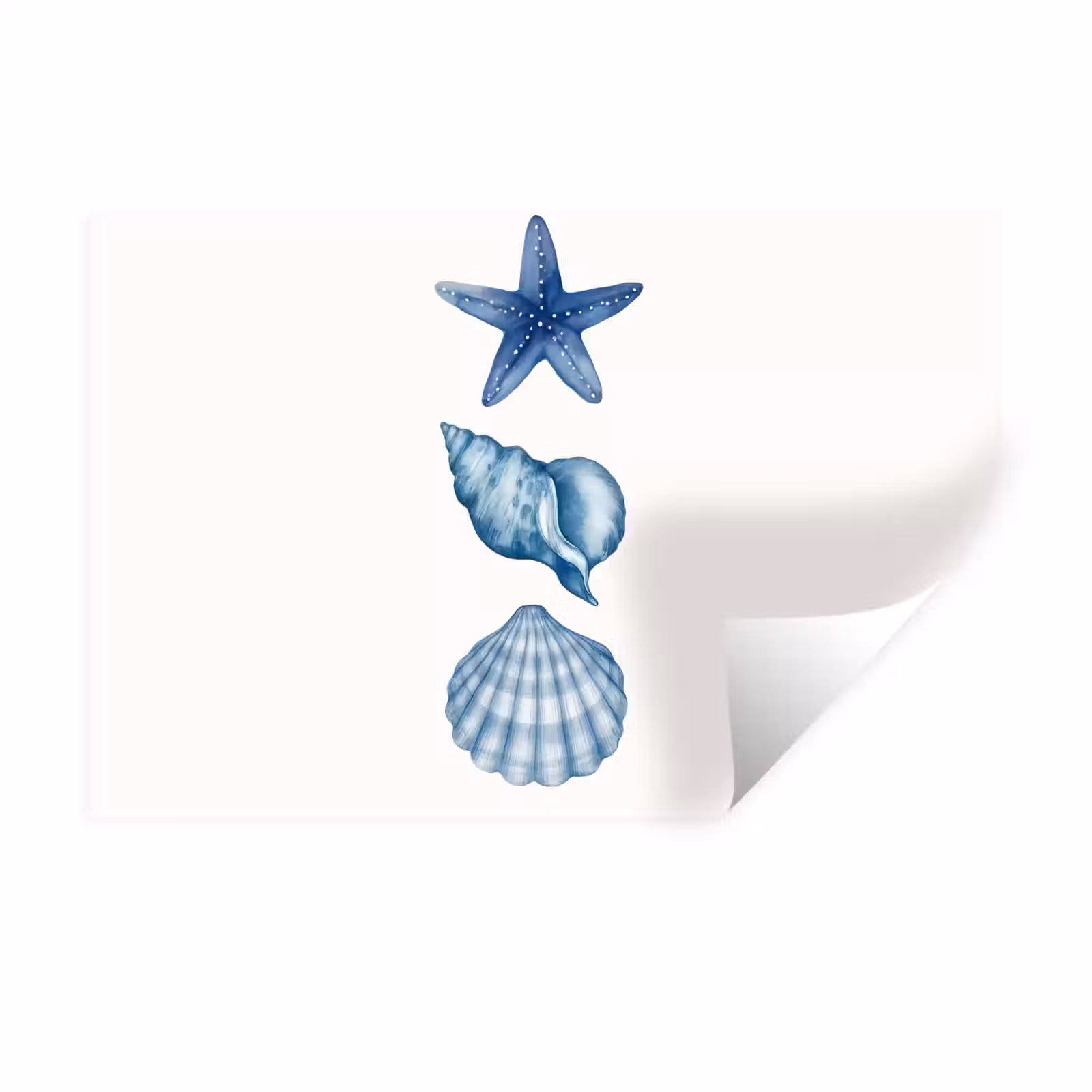 Muursticker - Zeester - Schelpen - Blauw — 1