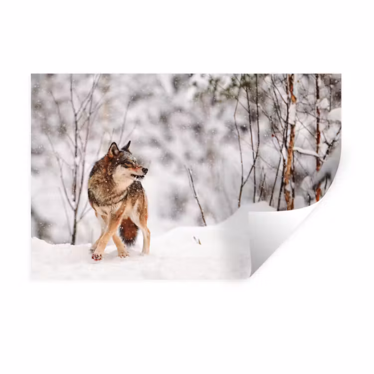 Muursticker - Wolf - Winter - Sneeuw - Natuur - Dieren — 1