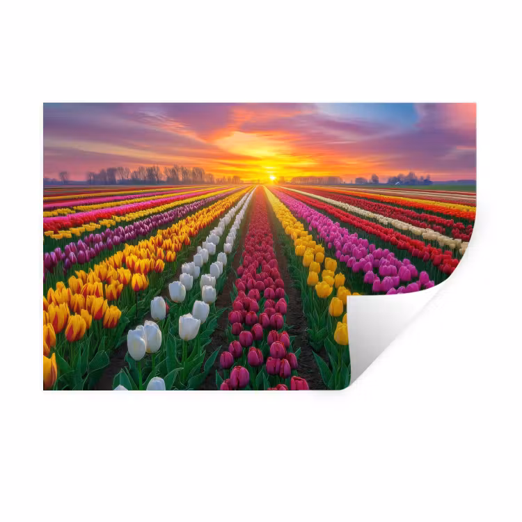 Muursticker - Tulpenveld - Zonsondergang - Kleurrijk — 1