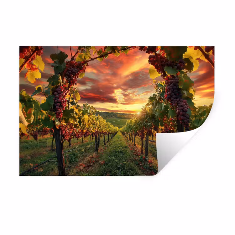 Muursticker - Wijngaard - Druiven - Zonsondergang — 1