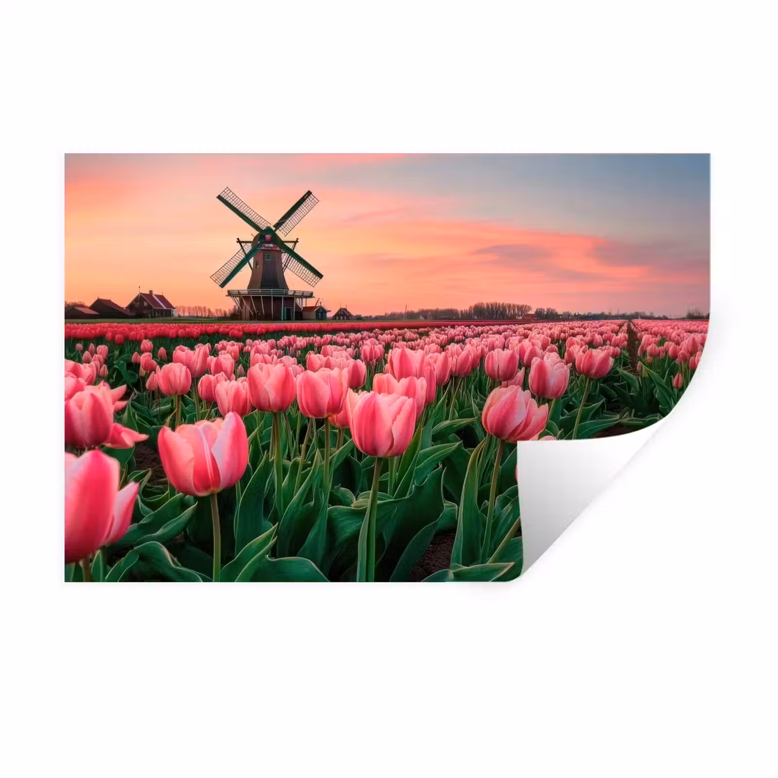 Muursticker - Tulpen - Molen - Nederland — 1