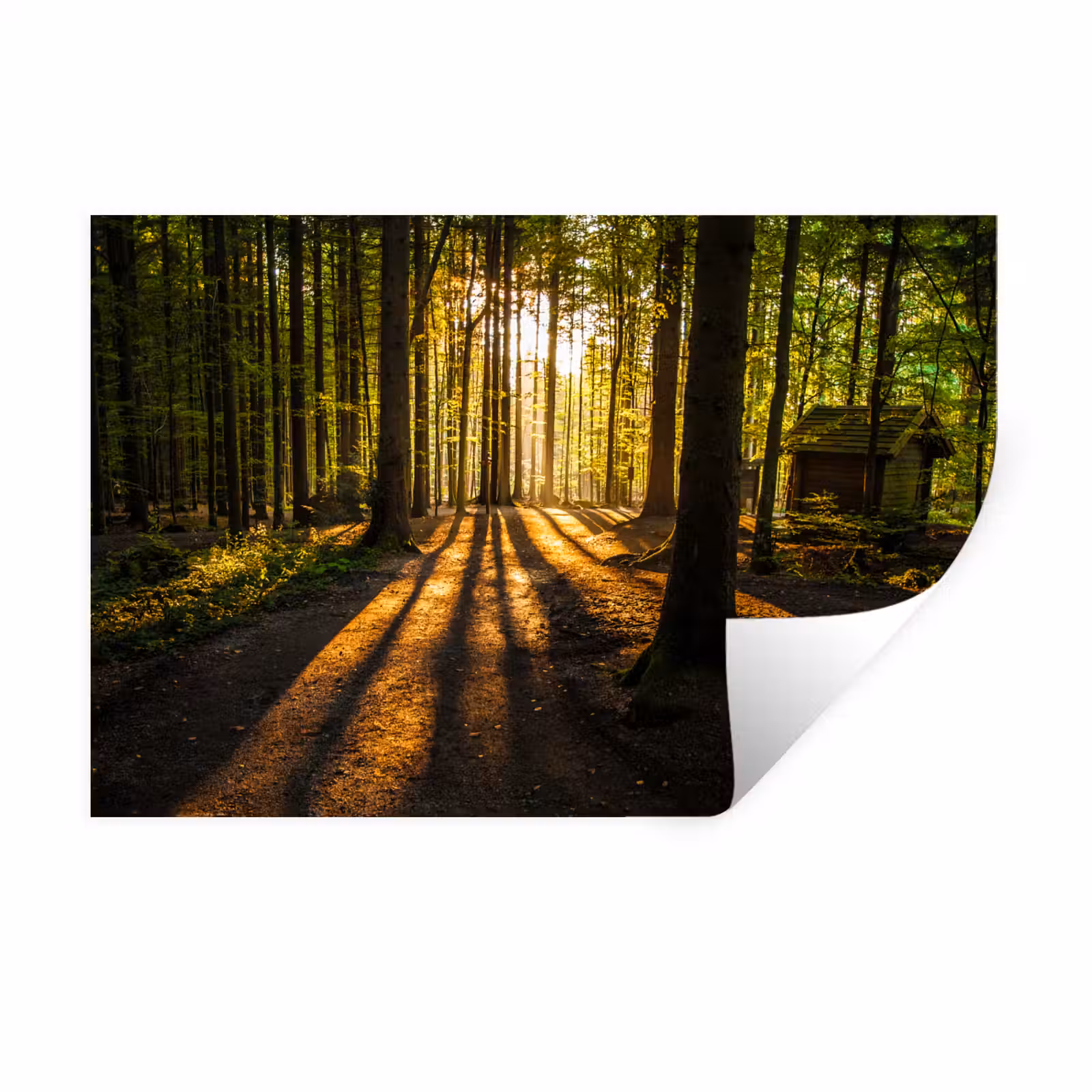 Muursticker - Zon - Bomen - Bos - Landschap - Natuur — 1