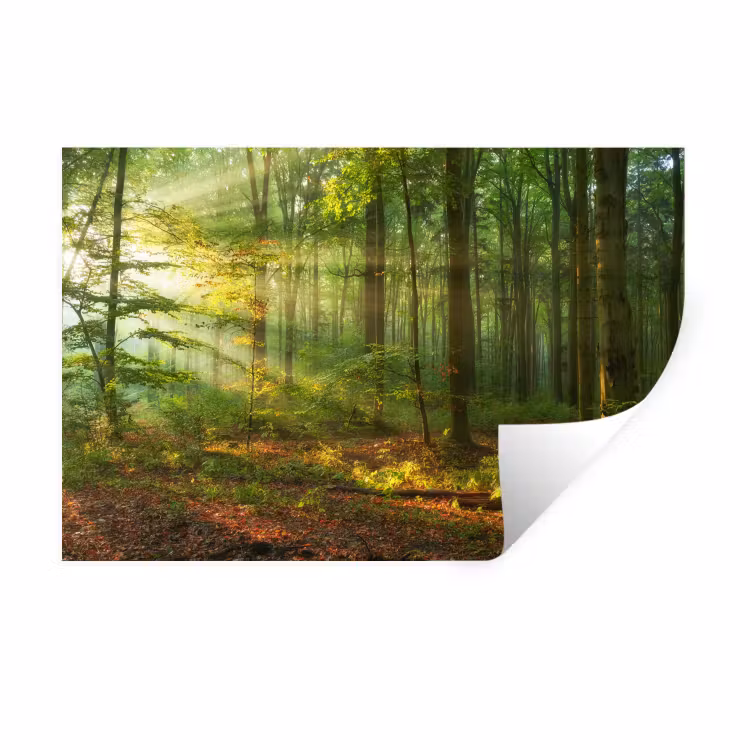 Muursticker - Zon - Bos - Bomen - Natuur - Herfst — 1