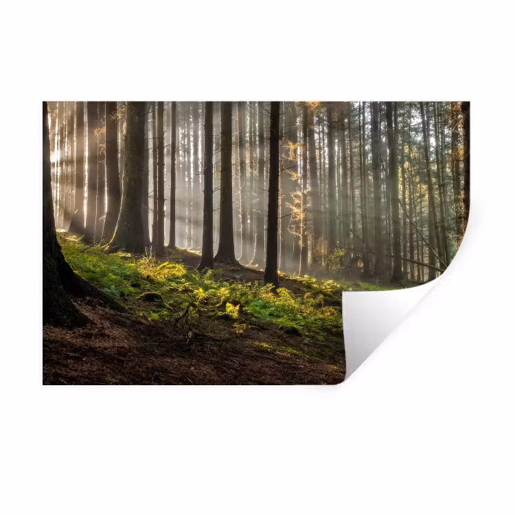 Muursticker - Zon - Takken - Bomen - Bos - Natuur — 1