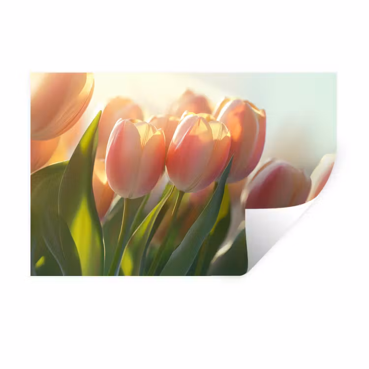 Muursticker - Tulpen - Roze - Zonnestralen — 1
