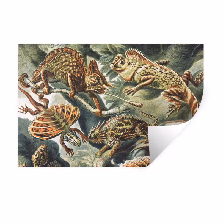 Muursticker - Vintage - Kunst - Ernst Haeckel - Salamanders - Dieren — 1