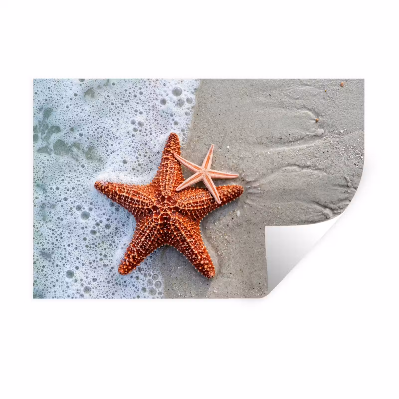 Muursticker - Zeester - Strand - Zee — 1